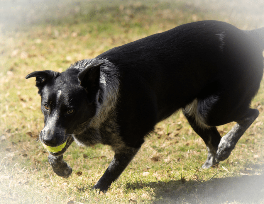 Dog with Ball